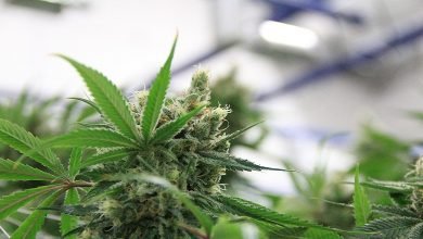 Photo of CBG and THCV – The Next Medicinal Cannabinoids