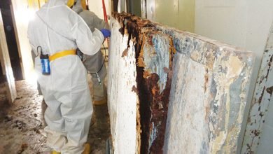 Photo of Significance Of Mold Removal In Aurora Co | Reasons To Hire Professionals