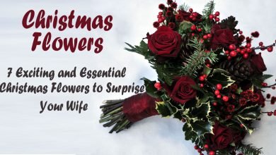 Photo of Top 6 Famous Christmas Flowers for Decoration