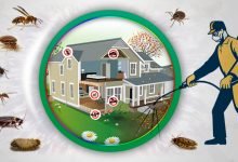 Photo of What is Termite Infestation?