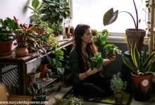 Photo of How do You care for Succulents? – Gardening Facts