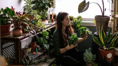 Photo of How do You care for Succulents? – Gardening Facts