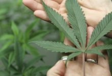 Photo of Professional guide to know about Medical Marijuana in Alabama
