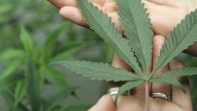 Photo of Professional guide to know about Medical Marijuana in Alabama