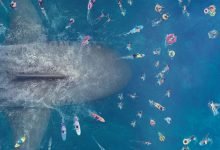 Photo of Moviesrush | what is my opinion about The Meg movie