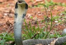 Photo of Interesting facts about King Cobra