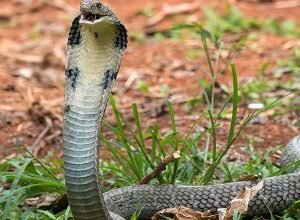 Photo of Interesting facts about King Cobra