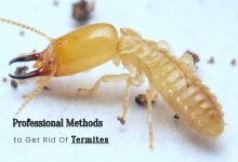 Photo of Professional Methods To Get Rid Of Termites