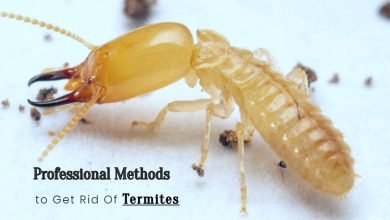 Photo of Professional Methods To Get Rid Of Termites