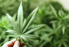 Photo of How to get medical marijuana in Washington State for treatment?