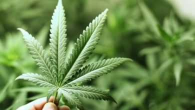 Photo of How to get medical marijuana in Washington State for treatment?