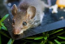 Photo of Why Do You Need Rat Removal Services?