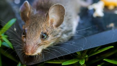 Photo of Why Do You Need Rat Removal Services?