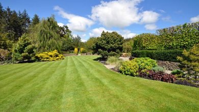Photo of Best plants for narrow borders And garden look pretty