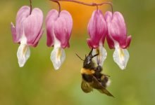 Photo of How Can I Prevent Bees From Nesting On My Garden?