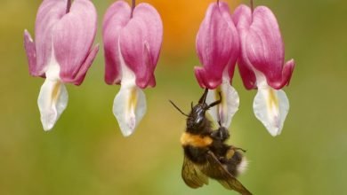 Photo of How Can I Prevent Bees From Nesting On My Garden?