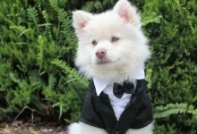 Photo of Target Dog Breed