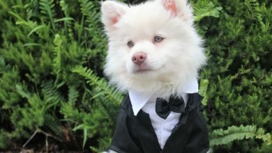 Photo of Target Dog Breed