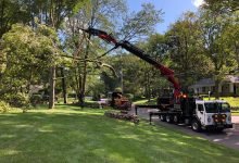 Photo of What Are The Common Services That A Tree Expert Provides?
