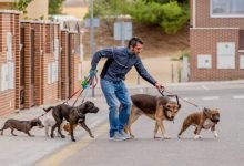 Photo of Build and Expand Your Startup Business by using Uber for Dogs Walking