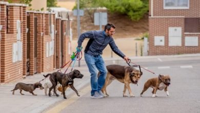 Photo of Build and Expand Your Startup Business by using Uber for Dogs Walking