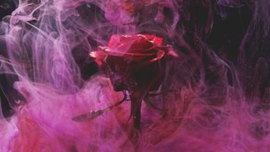 Photo of Let a grin clasp your adored one’s face this rose day