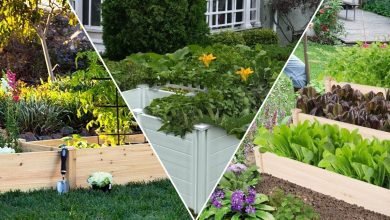 Photo of Exploring the Choices of Planter Boxes For a Home Garden