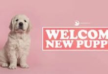 Photo of Are you getting ready to welcome a puppy home?