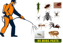 Photo of Best Pest Control Service in Noida