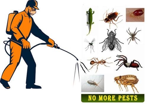 Photo of Best Pest Control Service in Noida