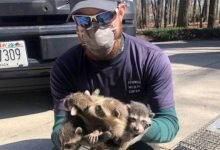 Photo of Wildlife Control Toronto policies for your community