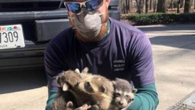 Photo of Wildlife Control Toronto policies for your community