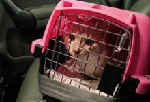 Photo of How to Transport Your Cat for Any Occasion