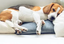 Photo of Diabetic coma in dogs