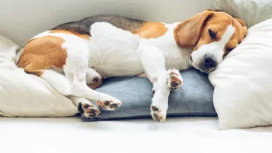 Photo of Diabetic coma in dogs