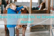 Photo of When is it ESSENTIAL to Groom A Horse?