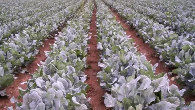 Photo of Cauliflower Farming – The Guide For Producing High-Yield