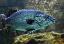 Photo of 8 Reasons To Go On A Fishing Trip 