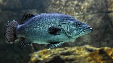 Photo of 8 Reasons To Go On A Fishing Trip 