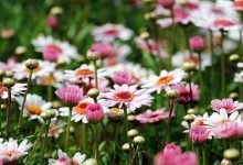 Photo of Professional Garden Design 