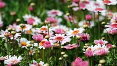Photo of Professional Garden Design 