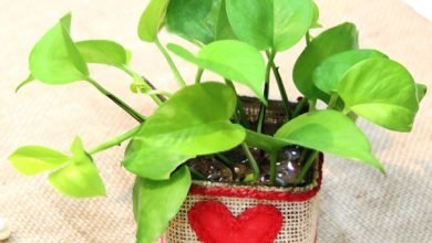 Photo of Buy Plants Online And Convey Your Warm Wishes To Your Dearest One