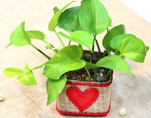 Photo of Buy Plants Online And Convey Your Warm Wishes To Your Dearest One