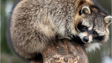 Photo of The Best Raccoon Trapping Methods For Success