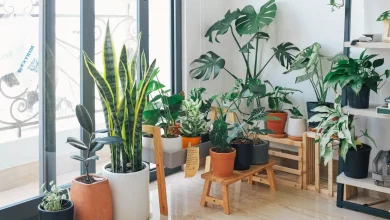 Photo of Air Purifying Indoor Plants: The Best Houseplants to Combat Pollution