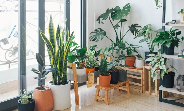 Photo of Air Purifying Indoor Plants: The Best Houseplants to Combat Pollution