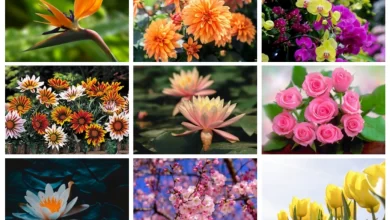 Photo of फूलों के नाम Flowers Name in Hindi and English
