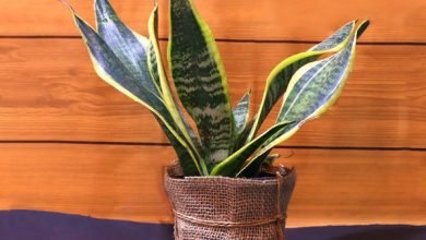 Photo of Try These Amazing Varieties From The Online Plant Nursery